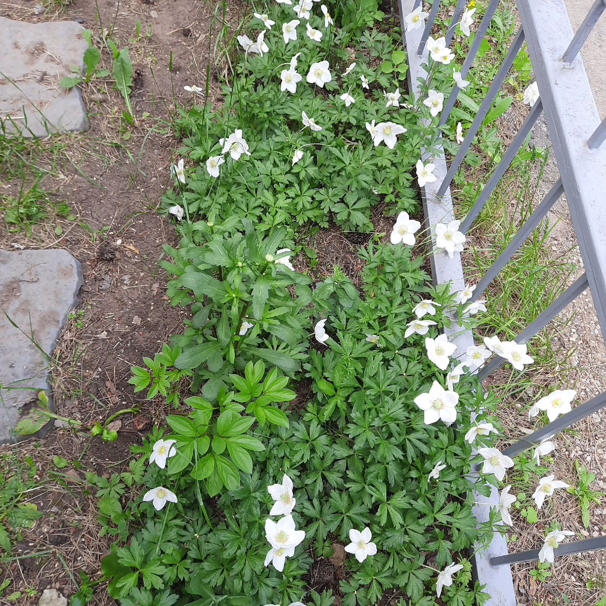 Анемоны на входе