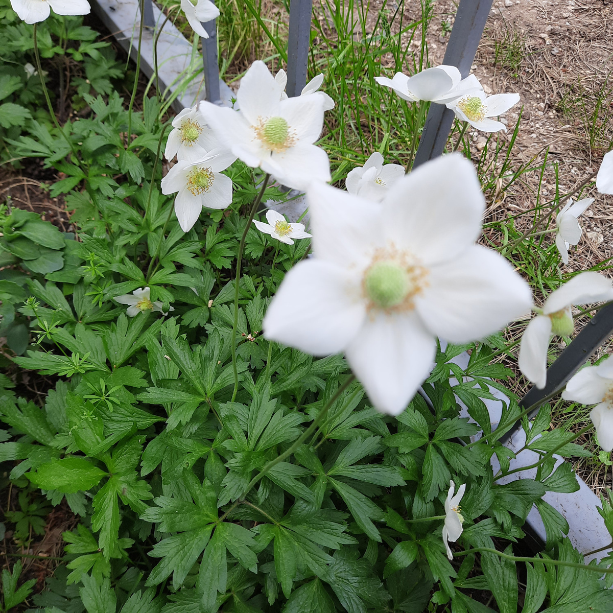 Удивительно- серединка зелёная