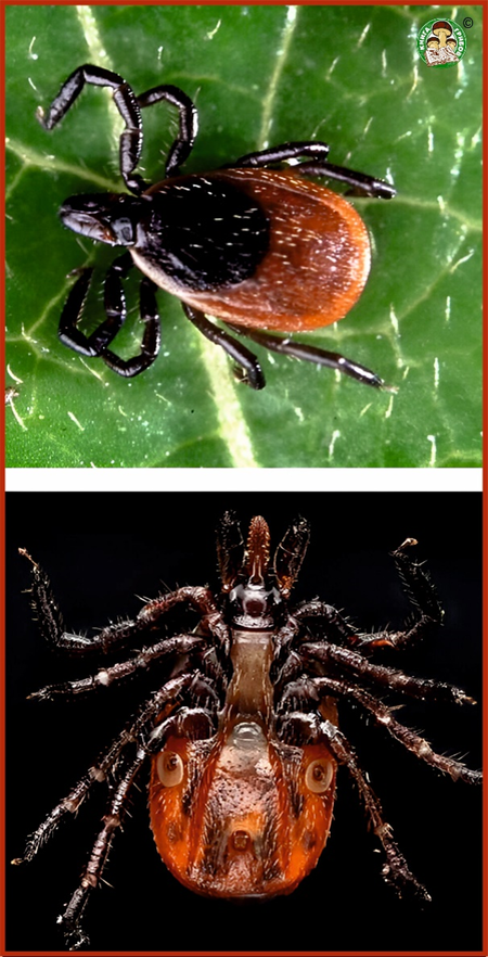 Клещ. Вид сверху и снизу