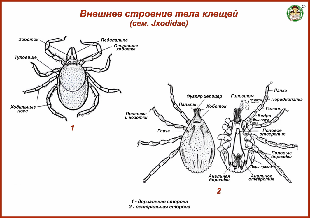 Строение иксодового клеща