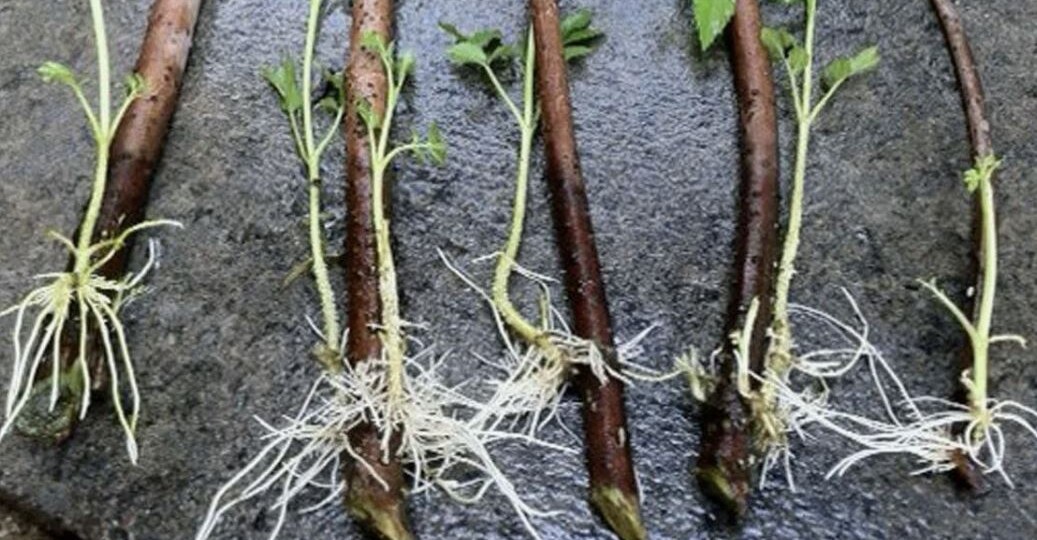 Как размножить малину весной: 4 рабочих способа