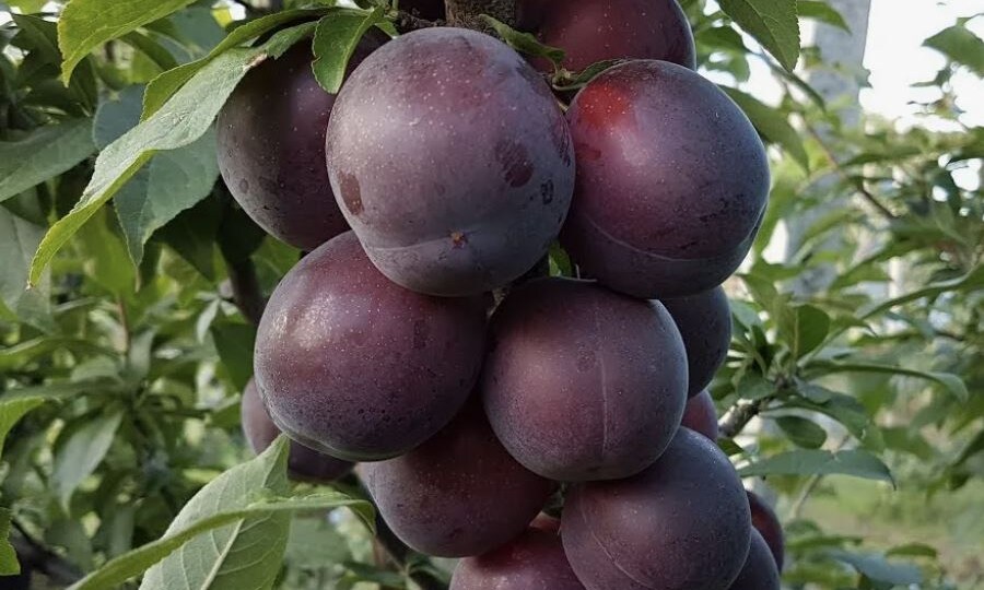 Что такое шарафуга: гибрид сливы, абрикоса и персика
