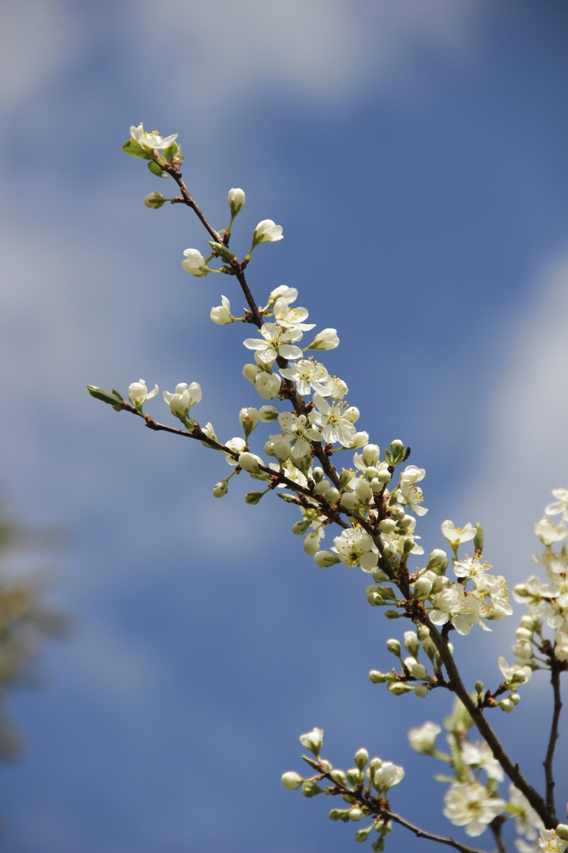 Голубое небо и нежное цветение. 
