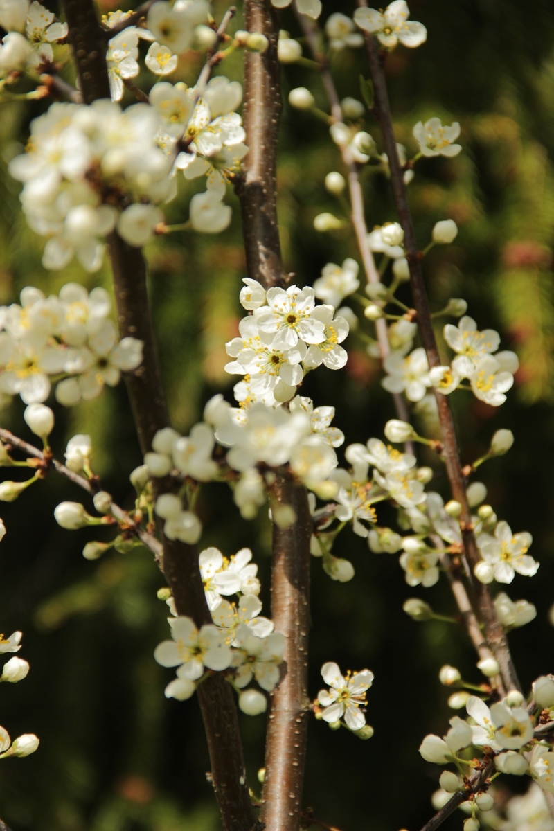 Цветение подобно наряду невесты.