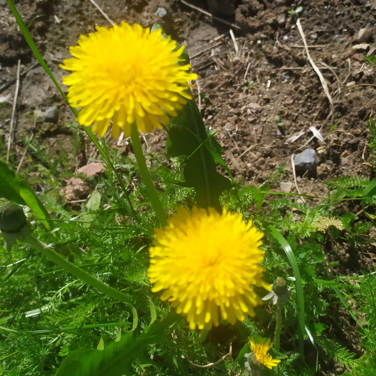 Солнышки в траве.