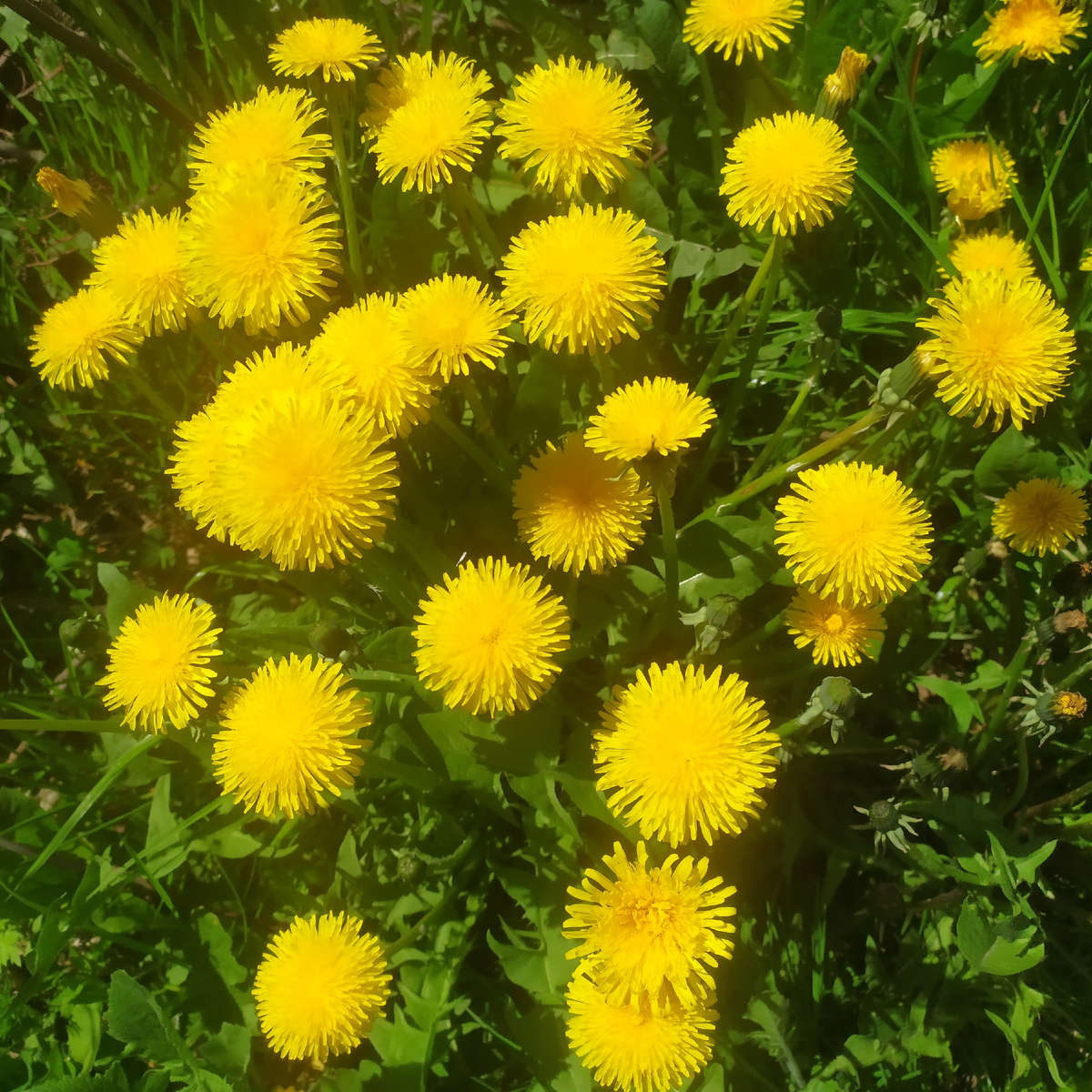 Целая полянка одуванчиков.