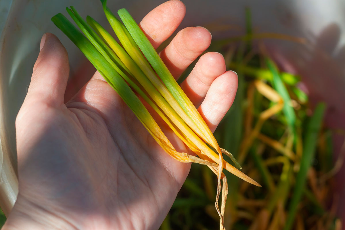    Фото: Evtushkova Olga / Shutterstock.com