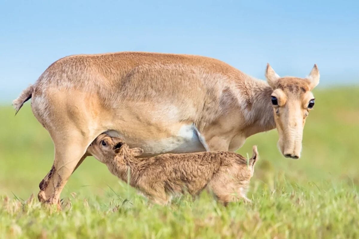    В Астраханской области сайгаков станет больше
