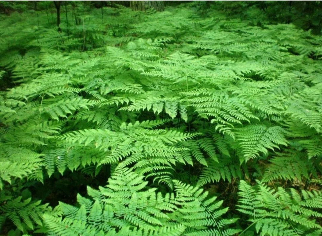 Папоротник так выглядит летом