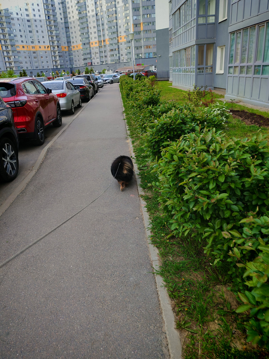 Вот у этих кустов названия я не знаю. Но скоро они зацветут, все в бутонах. А потом появятся чёрные ягоды.