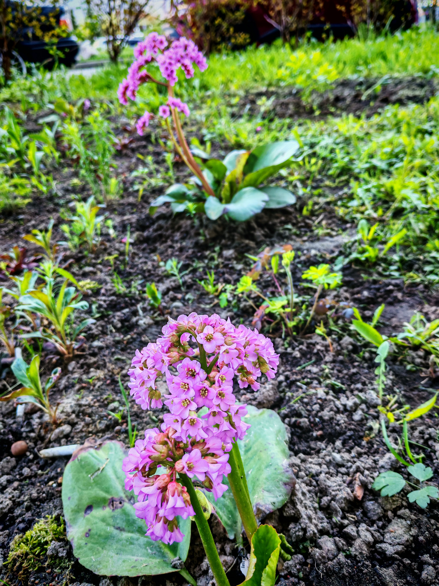 И бадан цветёт