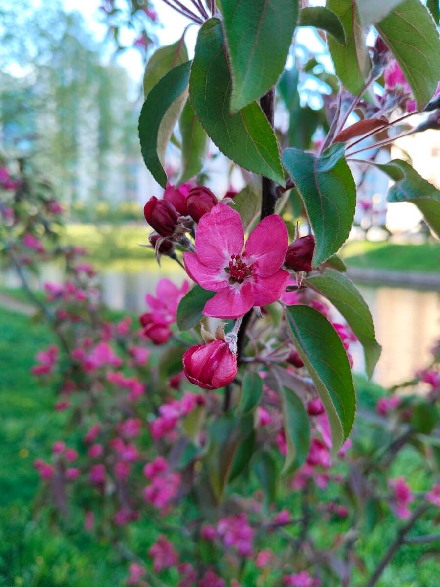 И яблони цветут