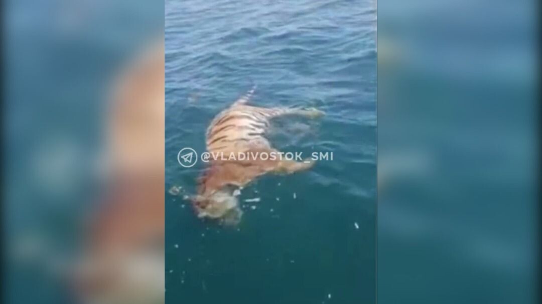     Источник: vladivostok_smi