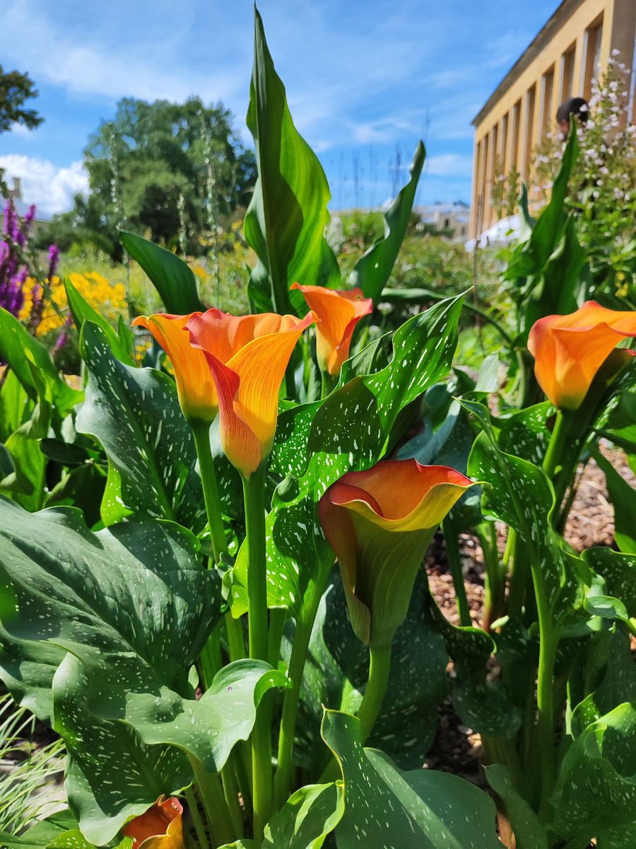 Фото 2023 г. Ботанический сад им. Петра Великого.