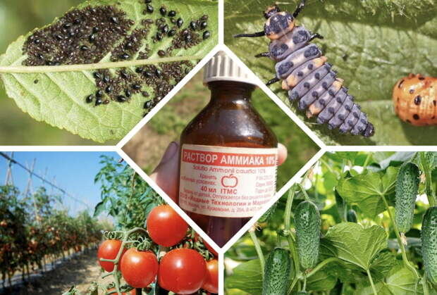 Как использовать  Аммиак ?