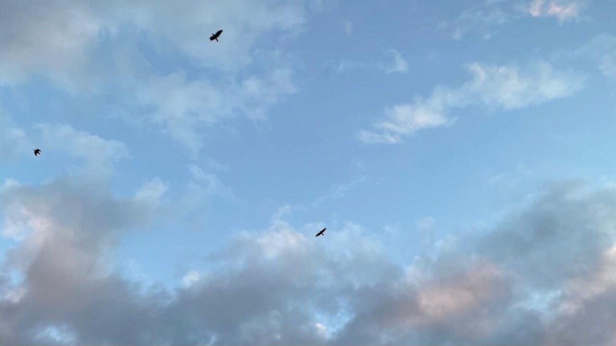    Фото: телеканал «Краснодар»