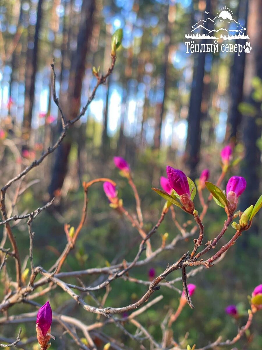 Листай галерею, чтобы увидеть ещё бутонов