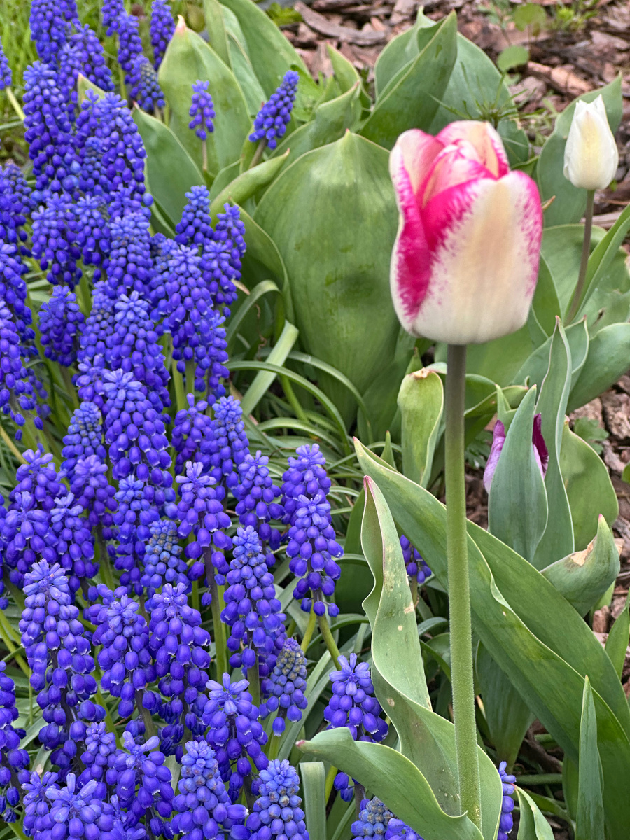 Пестролепестность тюльпана