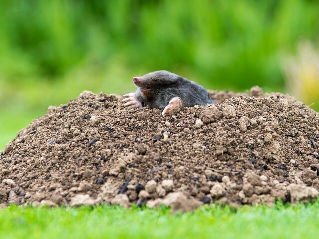    Фото: 123RF/kubais