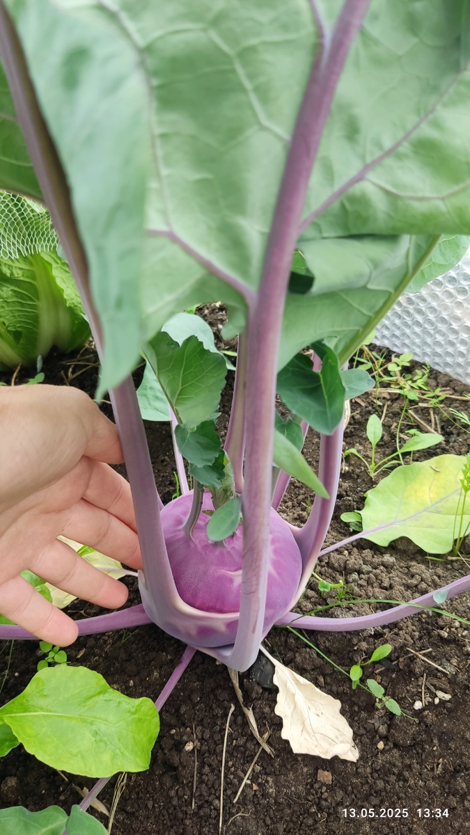 Кольраби «Укза F1»