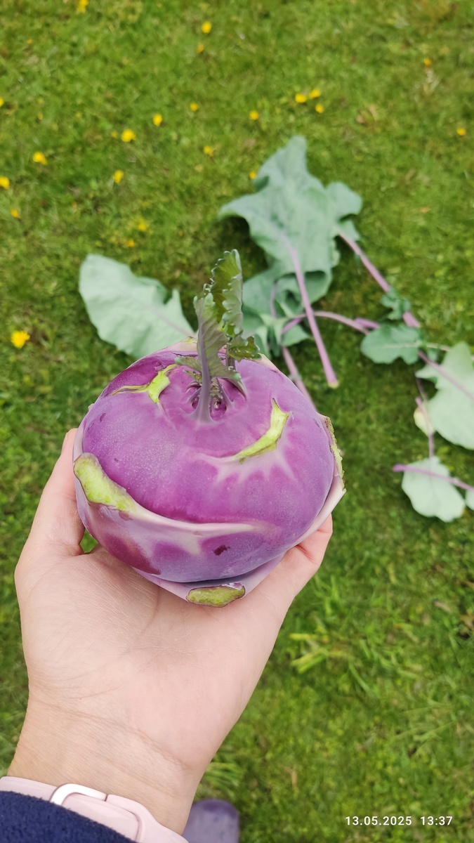 Листики курочкам, стеблеплод нам ☺️