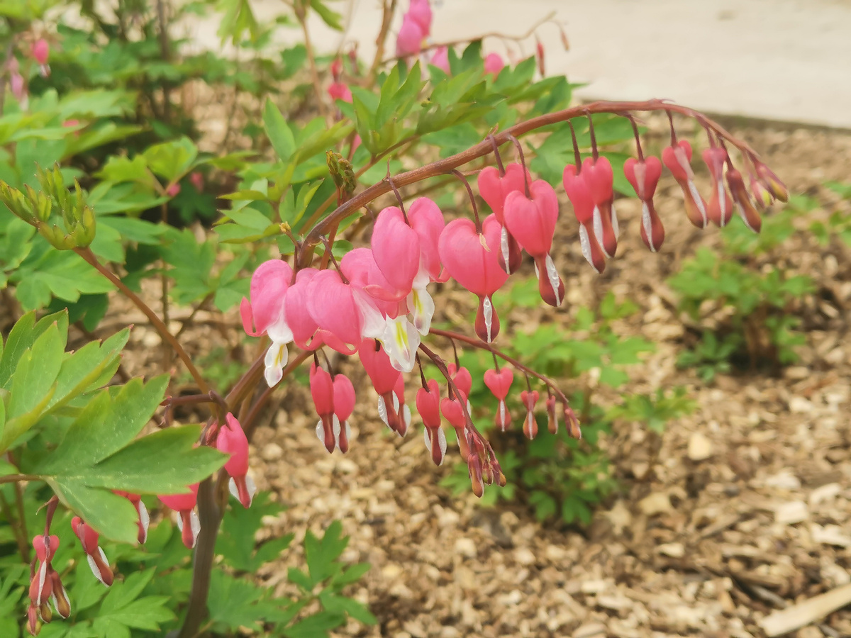 Дицентра великолепная, цветение