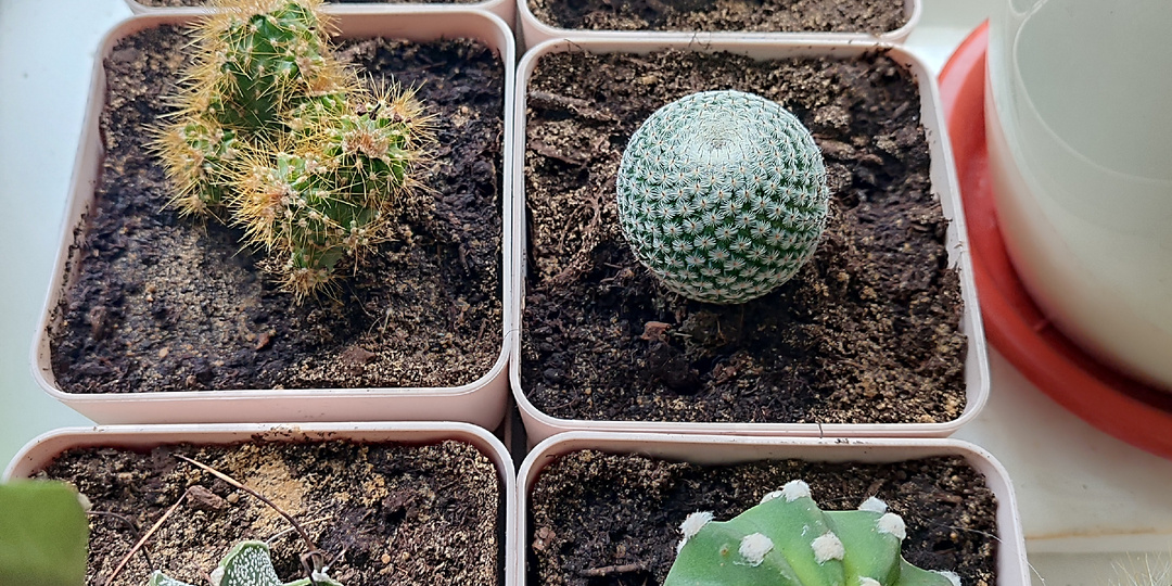 Обзор интересных горшков для кактусов и суккулентов, которые я нашла на маркетплейсах