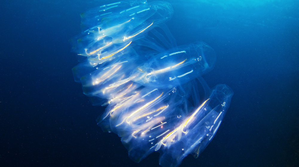    Тайна подводных молний Саргассова моря разгадана или очередной миф рыбаков