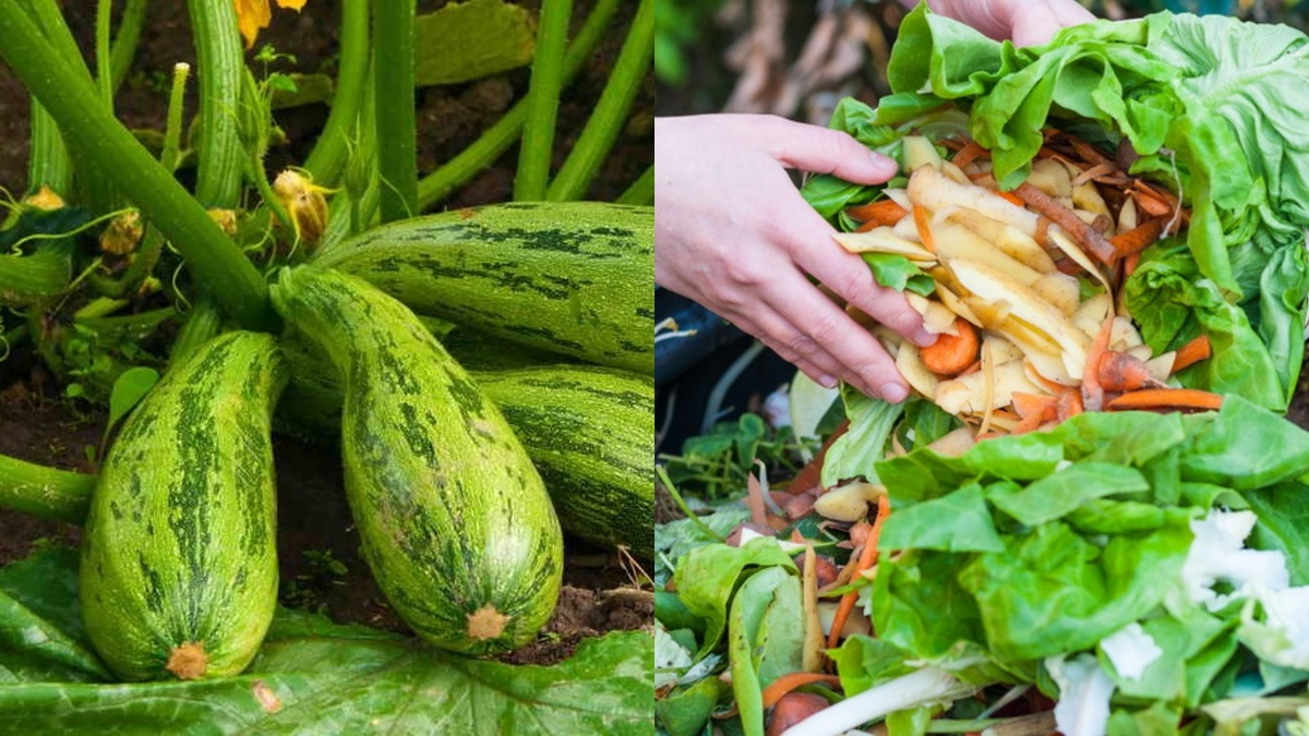 Кабачки - выращивание с мульчей из кухонных материалов