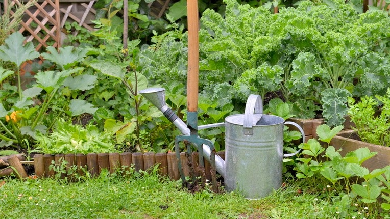 Полив из лейки утром уже к обеду сводится на нет - земля сухая, растения вянут. 