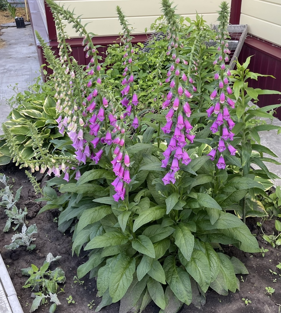 Наперстянка