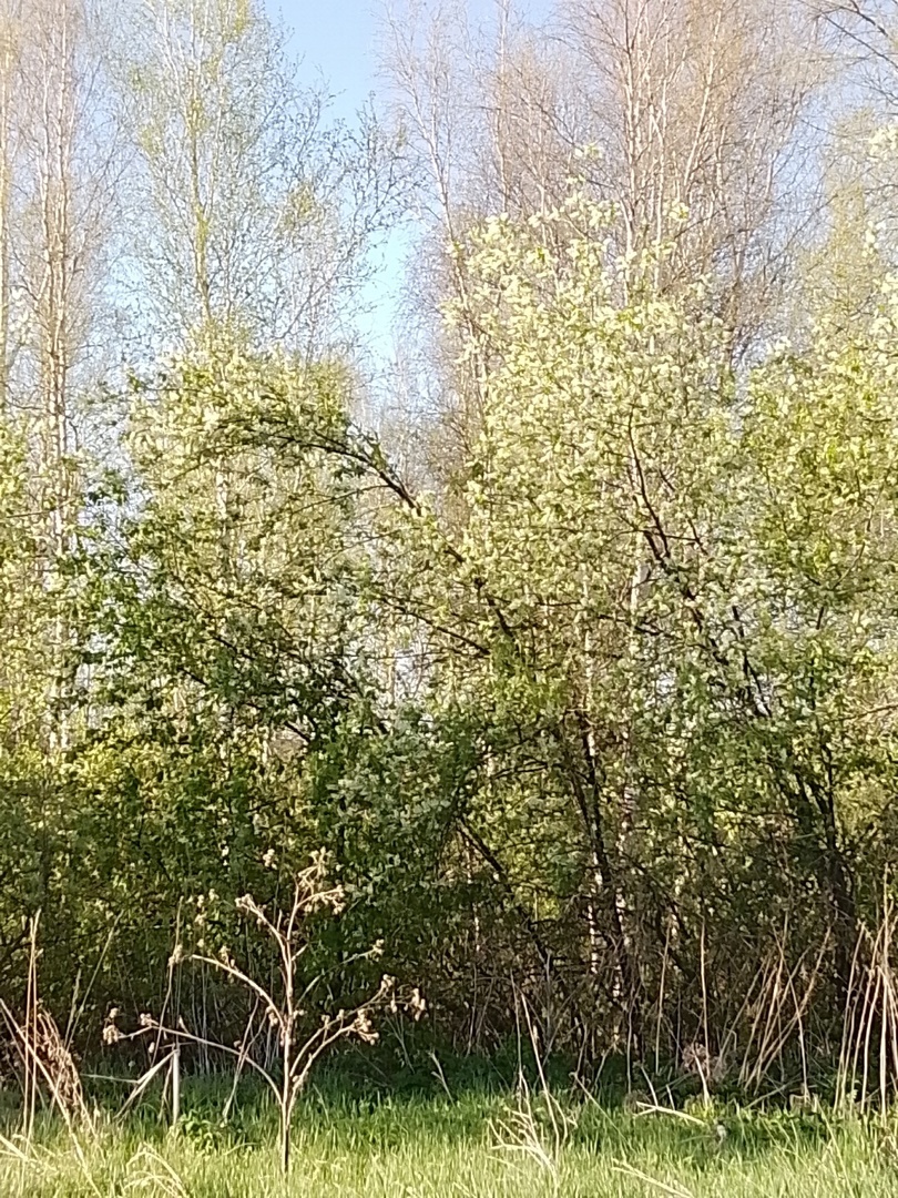 Черемуха в лесу цветет. 18.05.2025 г.