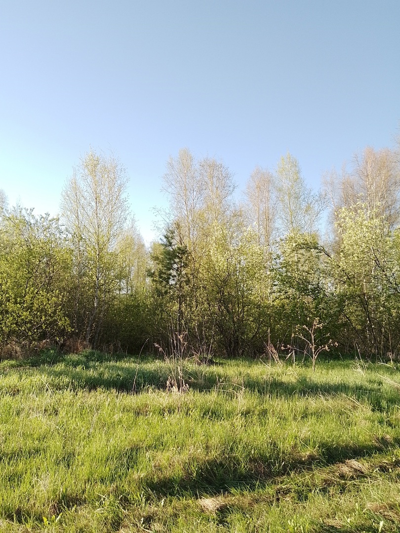 На опушке леса. 18 мая