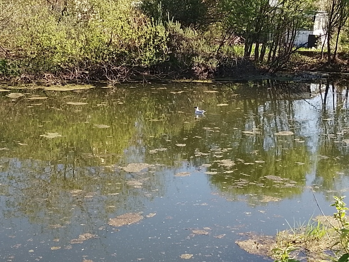 Утка к нам прилетела