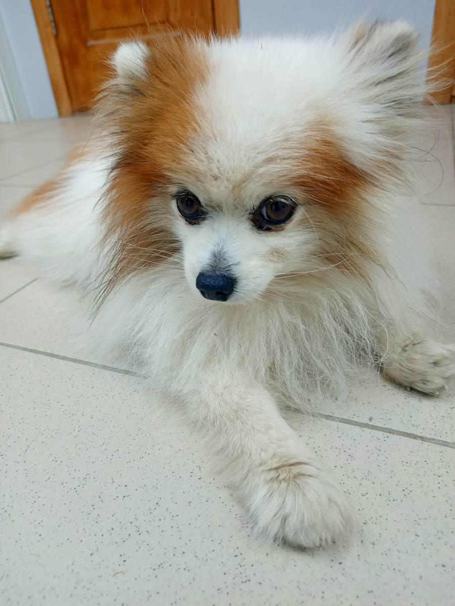 У Снупика даж выражение "лица" изменилось...