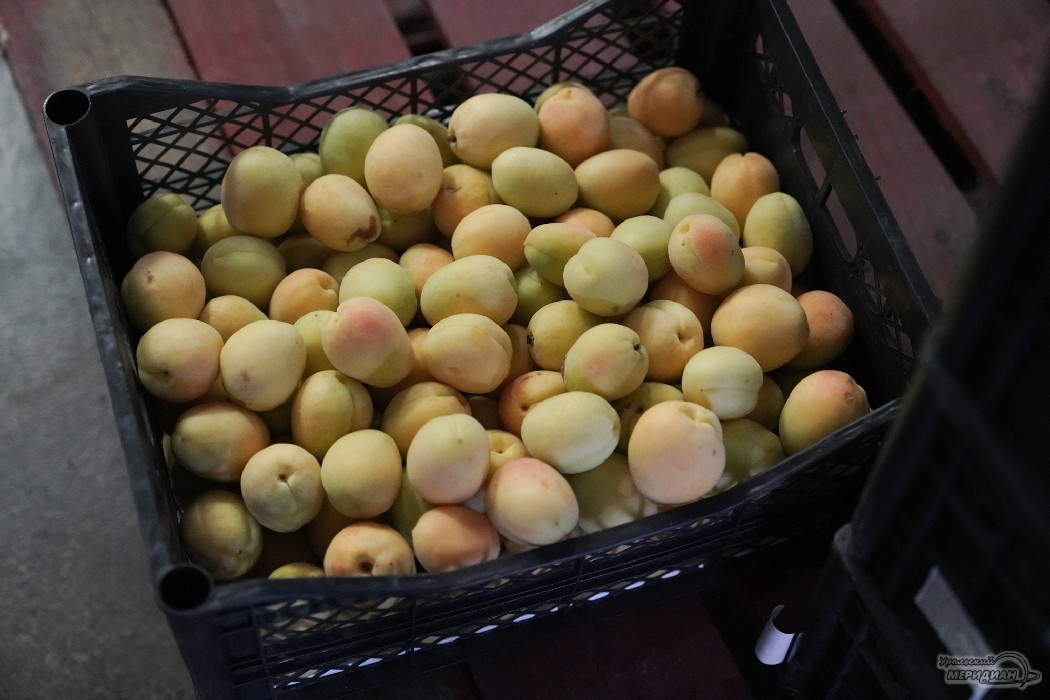    Фото: Лидия Аникина © ИА "Уральский меридиан"