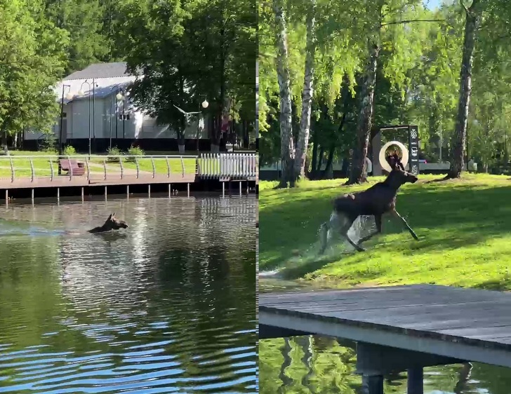    Скрин: Министерство природопользования и экологии РБ