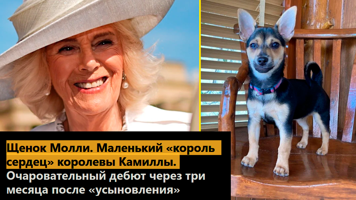 Щенок Молли. Маленький «король сердец» королевы Камиллы. Очаровательный дебют через три месяца после «усыновления»