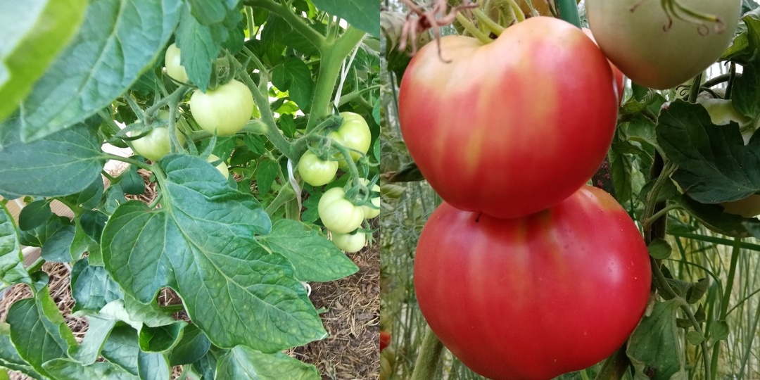 Удаляю нижние листья помидоров по методу старых агрономов. 3 правила увеличат урожай на 35%