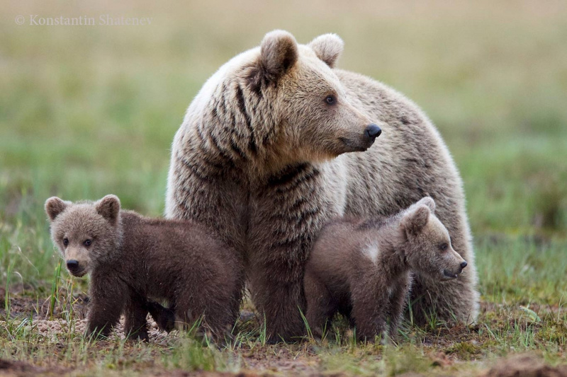    Фотограф объяснил, когда медведица атакует без предупрежденияКонстантин Шатенев