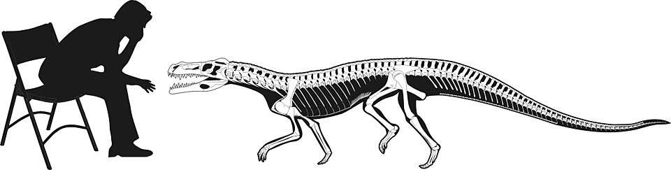 Декуриазух по сравнению с человеком.