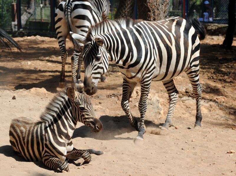 Фото из открытых источников 