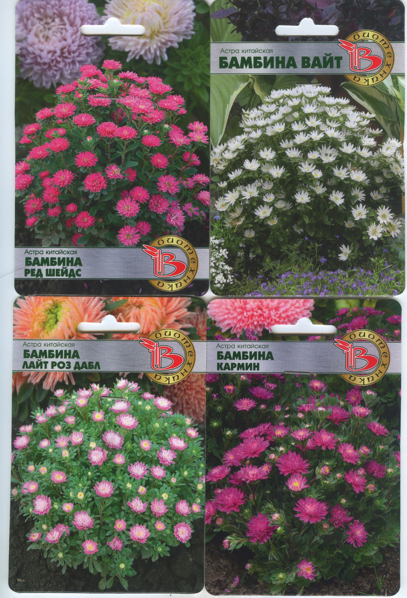 астра "Бамбина"