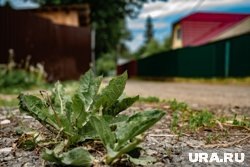     Вырывайте только те сорняки, которые вредят растениям. Руслан Яроцкий © URA.RU