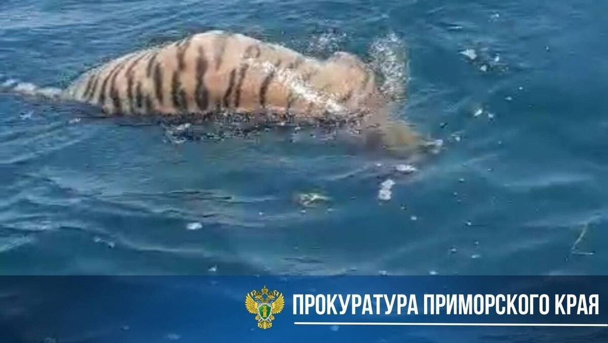     Источник: Прокуратура Приморья