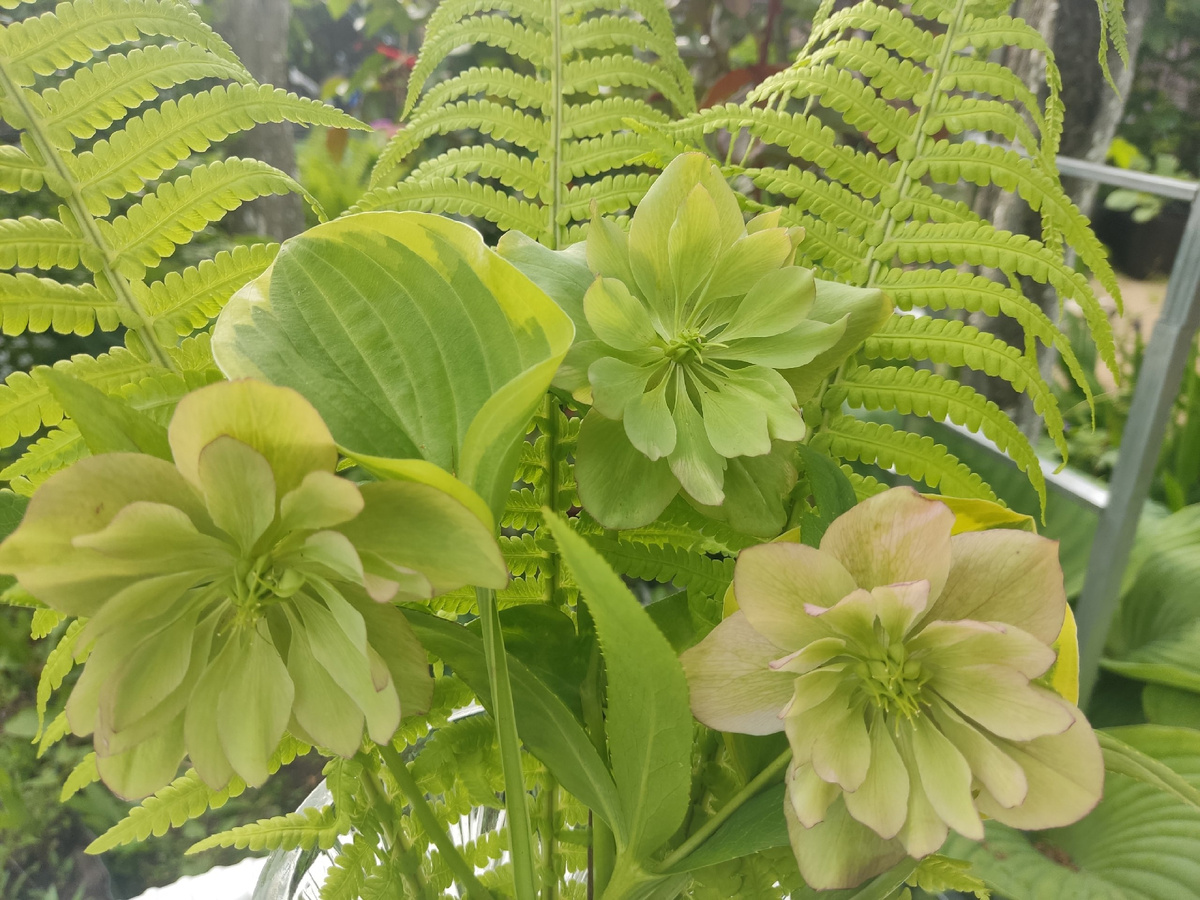 Майская зелень