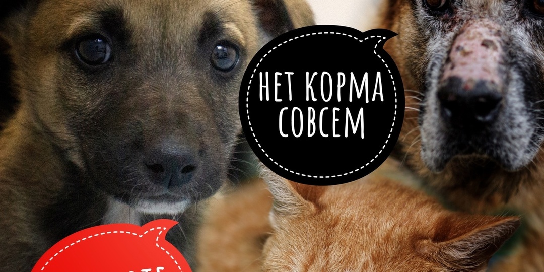 Голод! 500 собак ПРОСЯТ КОРМ! Репост!