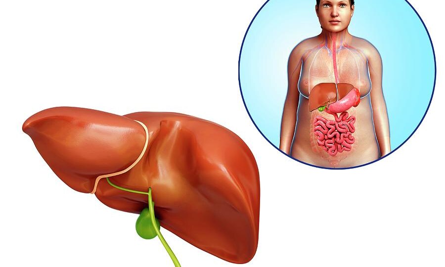 Печень очищается сама: 3 простых упражнения, которые реально запускают пищеварение