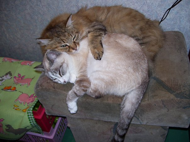 С Чудой. В итоге они поладили. Своим смирением и нежностью Милка растопила суровой Чуде сердечко.