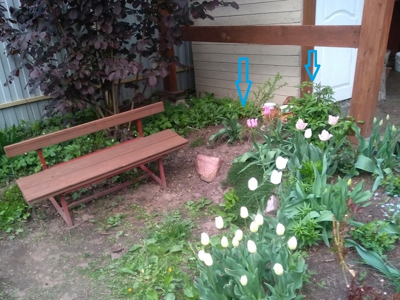 Стрелочками указано место, где росли клематисы